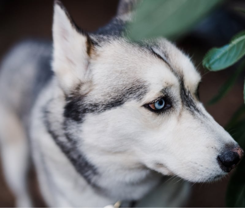 dog breeder 39