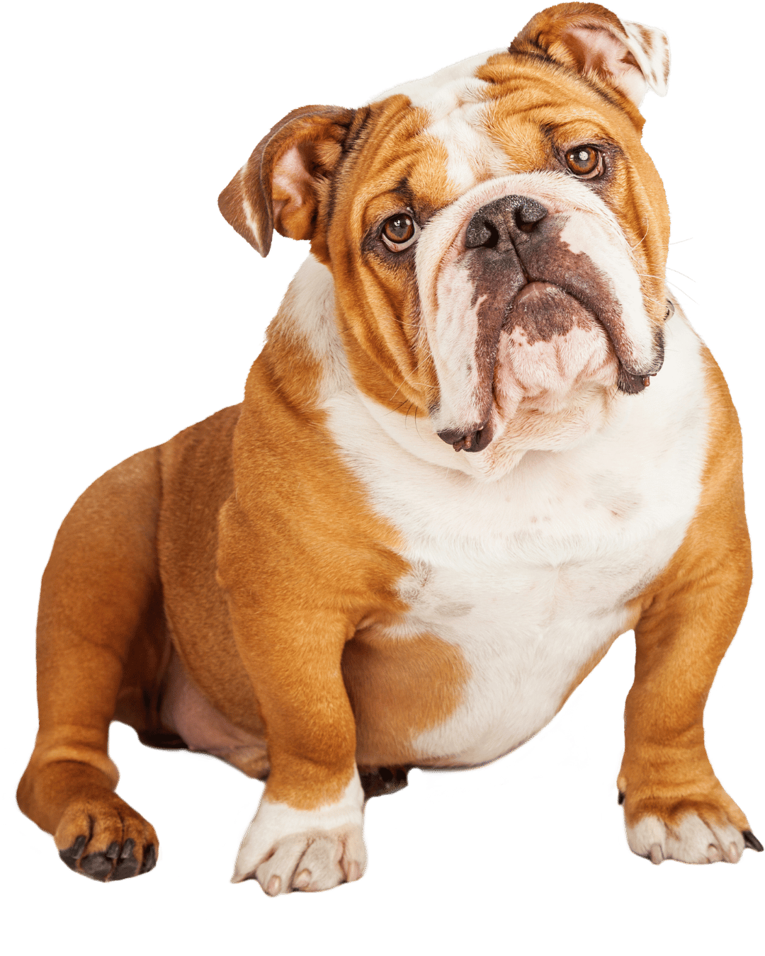 dog is best friend for about page3