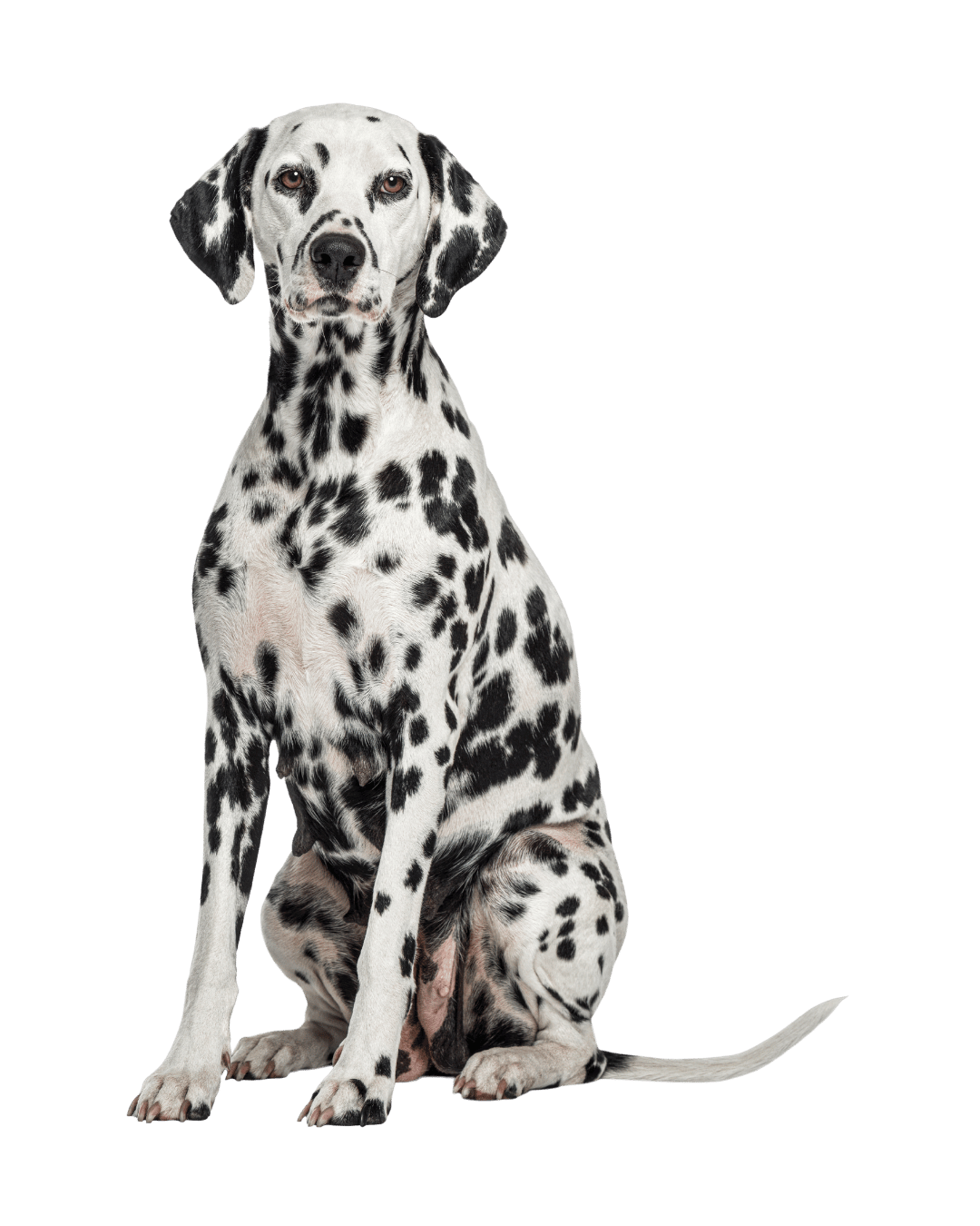 dog is best friend for about page6
