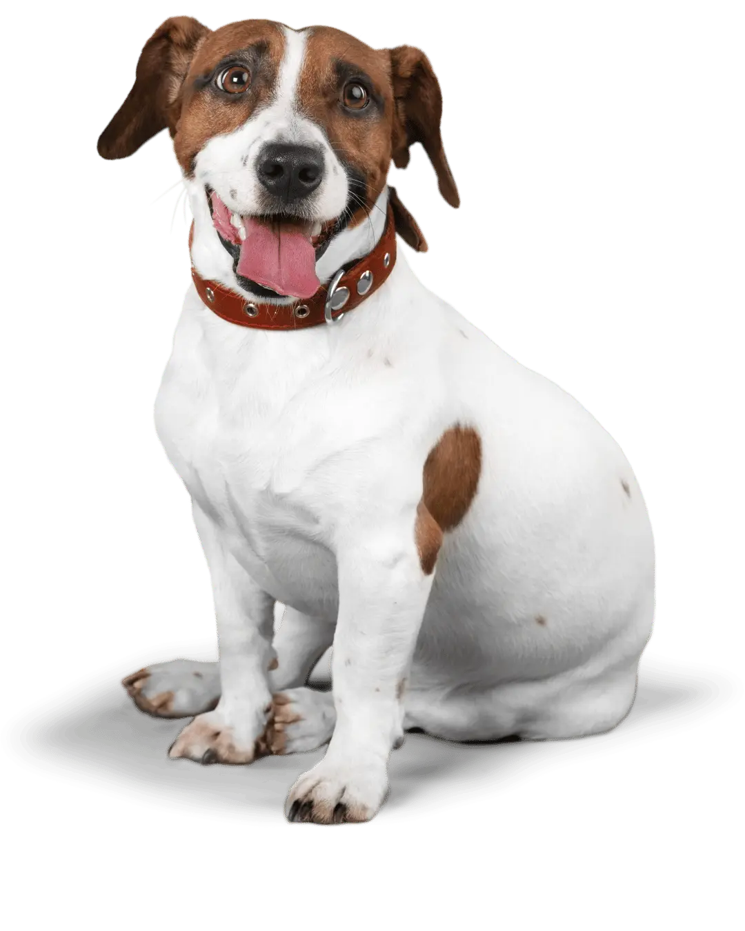 dog is best friend for about page1