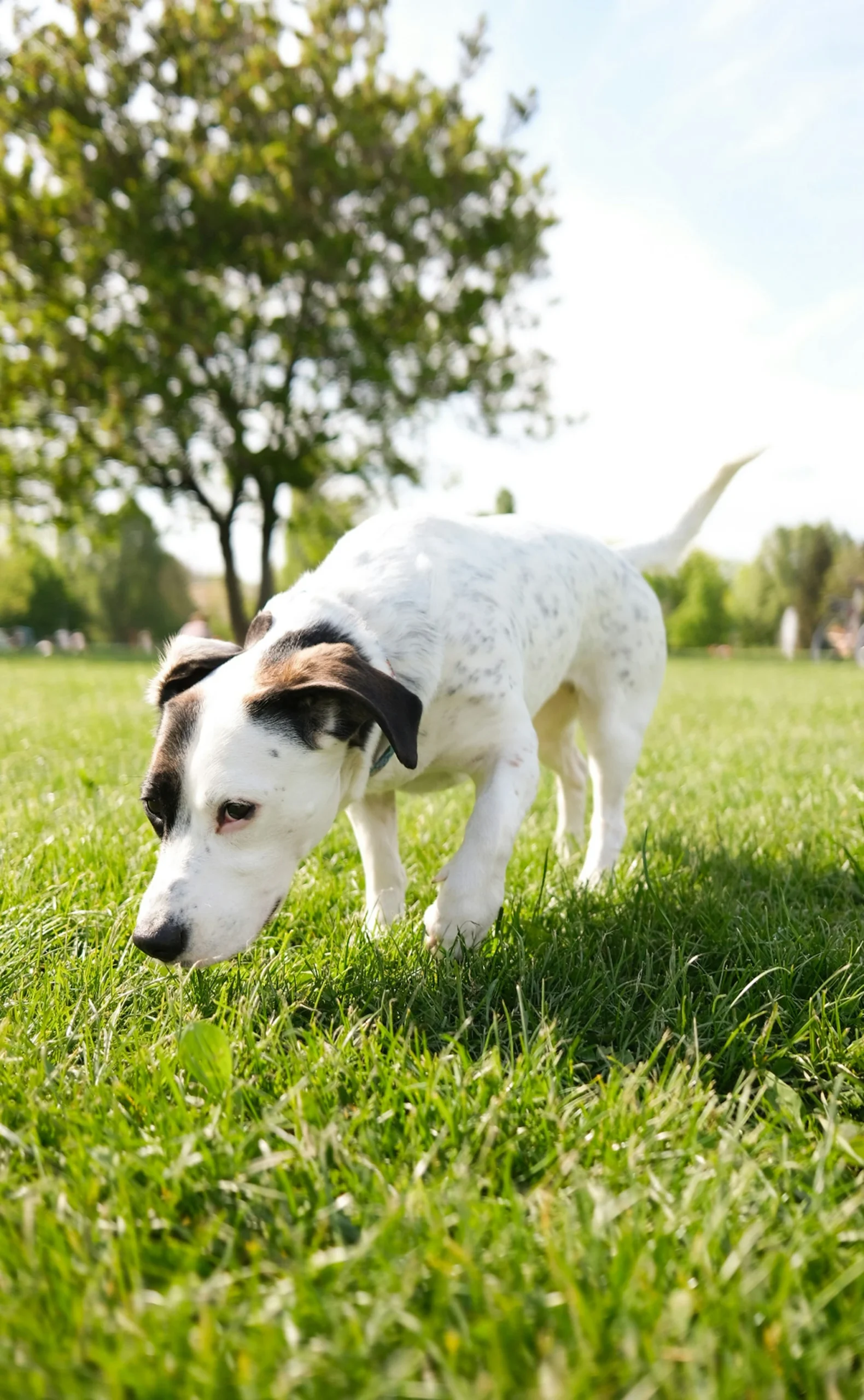 Why Do Dogs Eat Grass? Causes, Risks, and When to Worry