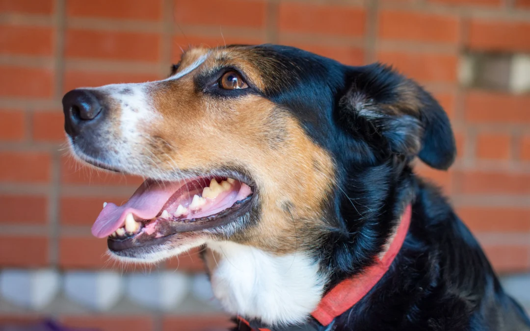 Dental Care for dogs