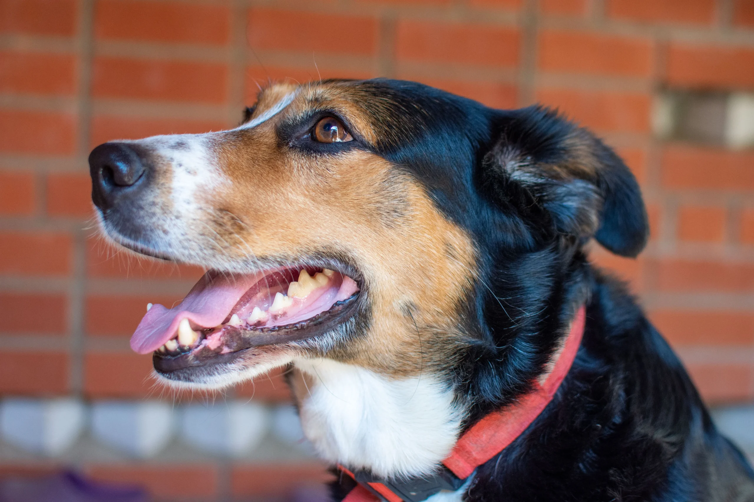 Dental Care for dogs