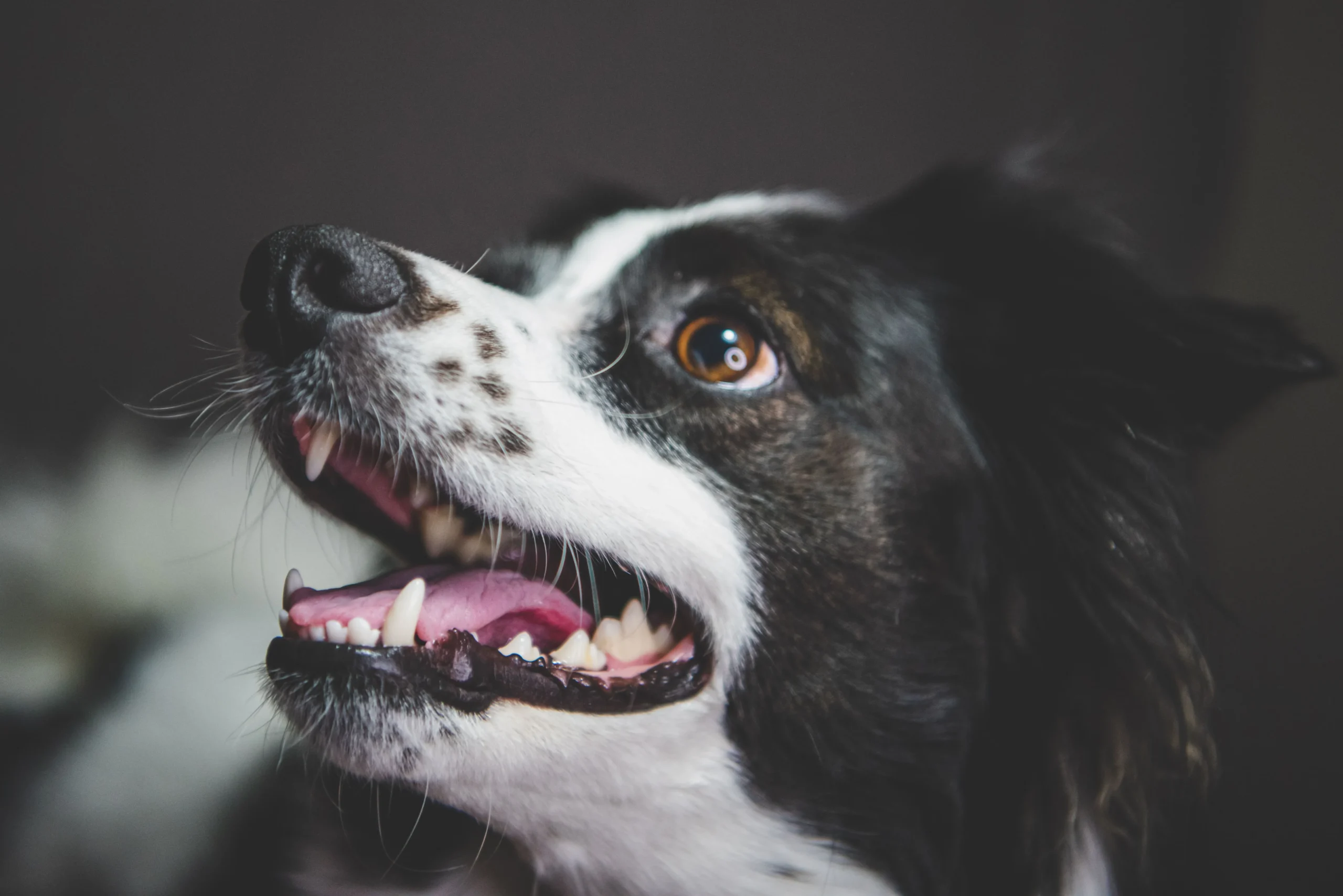 canine dental care canine dental care